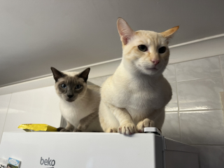 Hundreds of cats, thousands of cats, millions and billions and trillions of cats