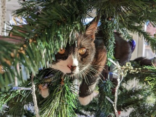 Cat versus Christmas tree - any pics? (lighthearted)