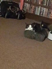 Blatant kitten spam 