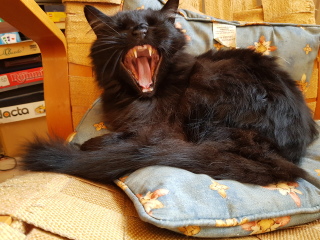 Hundreds of cats, thousands of cats, millions and billions and trillions of cats