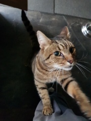 Thug cat part 4.  After all, it's not my Axminster.