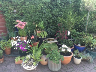 North-facing garden.... would you?