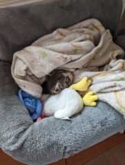 Kitten will only sleep on me...
