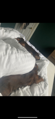 Do you let your dog sleep on your bed? I just imagine this is the most cosy feeling ever