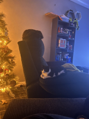To get a third cat