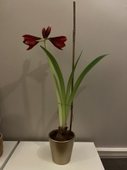 Who'd like an Amaryllis (Hippeastrum) thread?