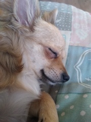 To love to sniff the top of my dog's head?