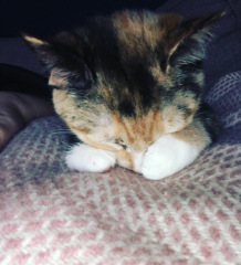 Demelza has died 
