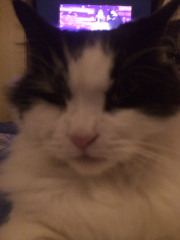 Moggie crosses