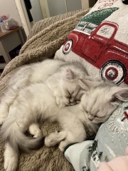 chinchilla persian cat - advice