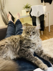Can’t stop crying - our cat has been killed just before Christmas 