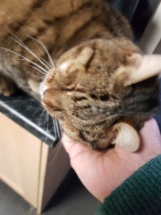 Thug cat part 4.  After all, it's not my Axminster.