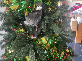 How to get kitten out of bloody Xmas tree