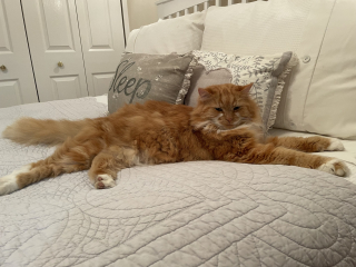 Moggie crosses