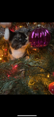 Cat versus Christmas tree - any pics? (lighthearted)