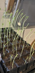 Sweet pea seeds grown too tall! Help! (With photos)