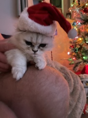 Hundreds of cats, thousands of cats, millions and billions and trillions of cats