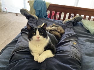 Cat Three is not smart