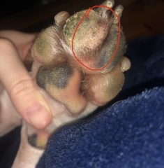 How to treat my dog’s paw (pics included)?