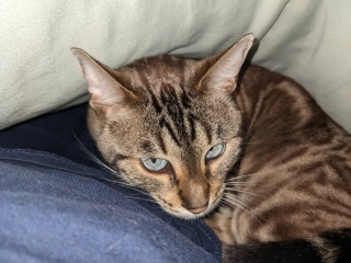 Hundreds of cats, thousands of cats, millions and billions and trillions of cats