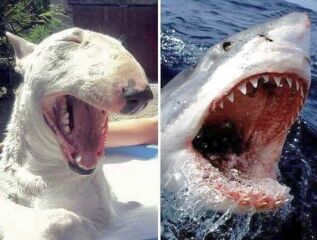 To think that the Cambridge Dictionary doesn’t know what a woman is?