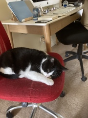 Cats sitting where you don’t want them to!