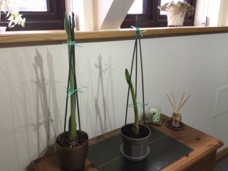 Who'd like an Amaryllis (Hippeastrum) thread?