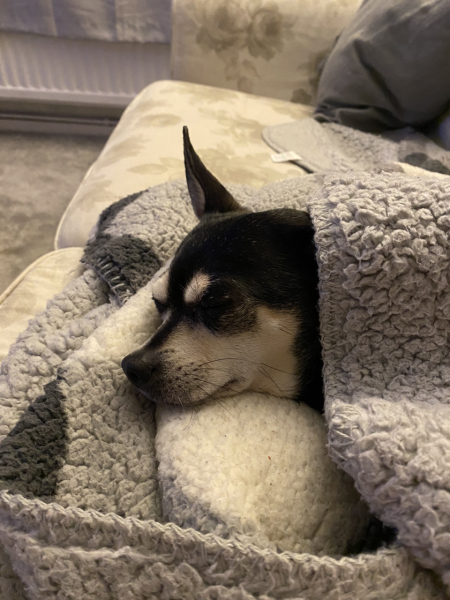 Anyone want to show me a photo of their dog ? 