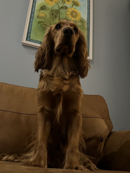To ask to see your pets? 