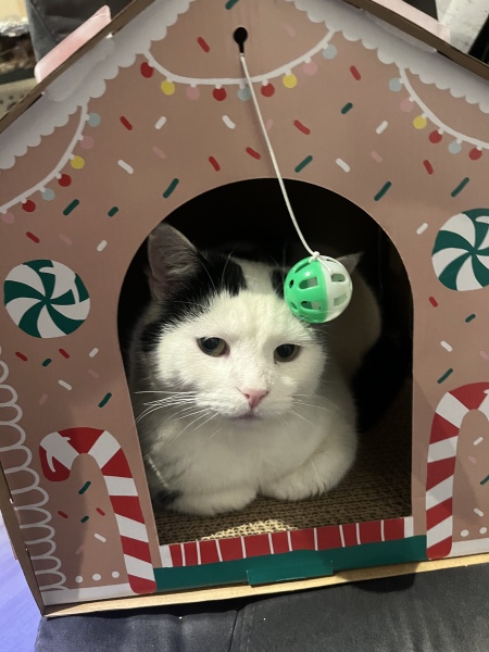 Can we have a cat photo thread ? I’m thinking of getting a cat 