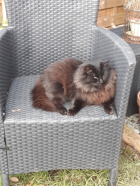 Can we have a cat photo thread ? I’m thinking of getting a cat 