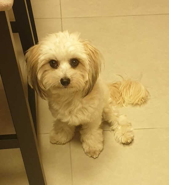 Anyone else hoping to add a rescue dog to the family in 2023?