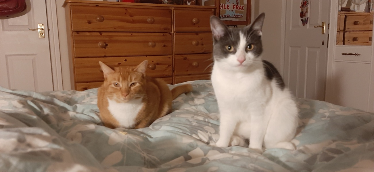 Can we have a cat photo thread ? I’m thinking of getting a cat 