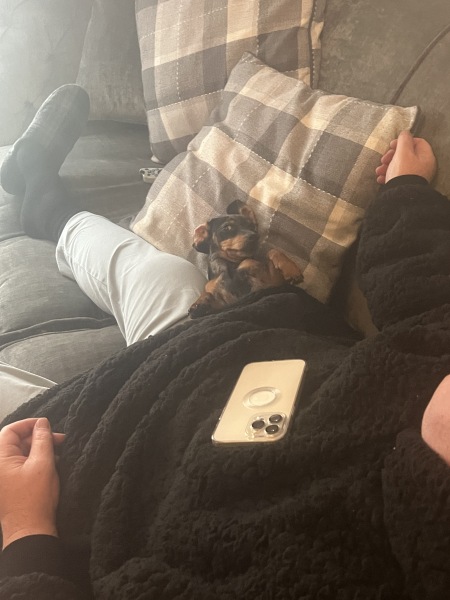 What can anyone tell me about daschunds?