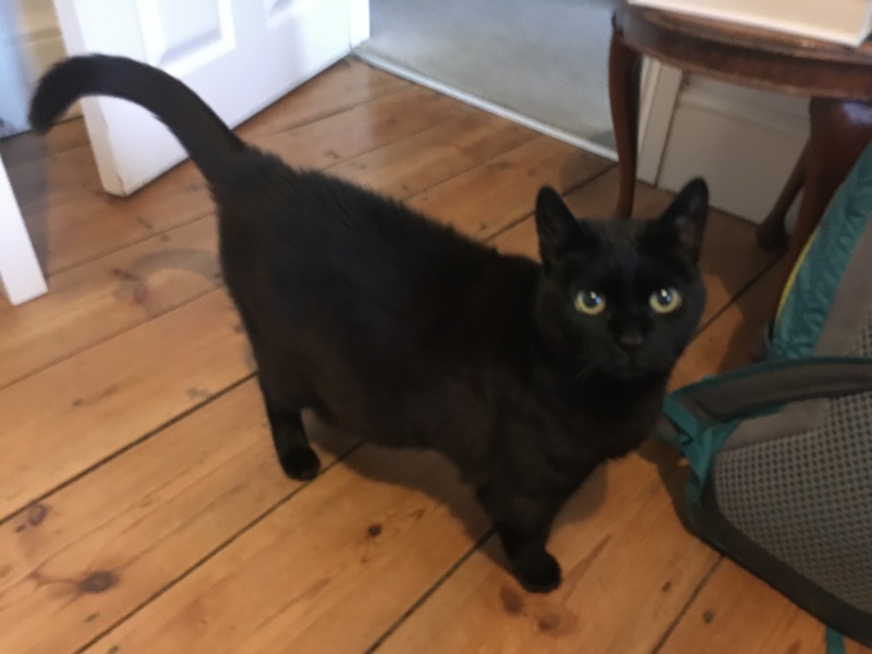 Can we have a cat photo thread ? I’m thinking of getting a cat 