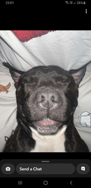 To ask to see your pets? 
