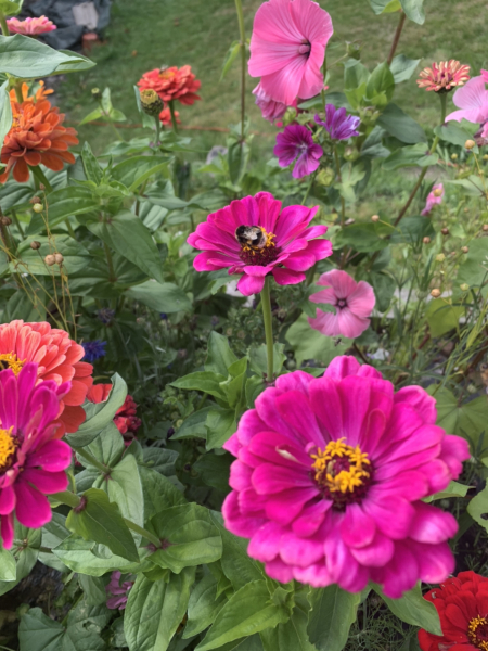 Wildflower patch 