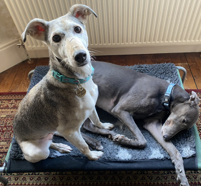 I have an appointment to view a greyhound today at the animal sanctuary. Wish me luck.