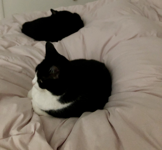 How many cats do you currently have?