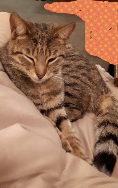 Sympathy wanted for mouse filled morning