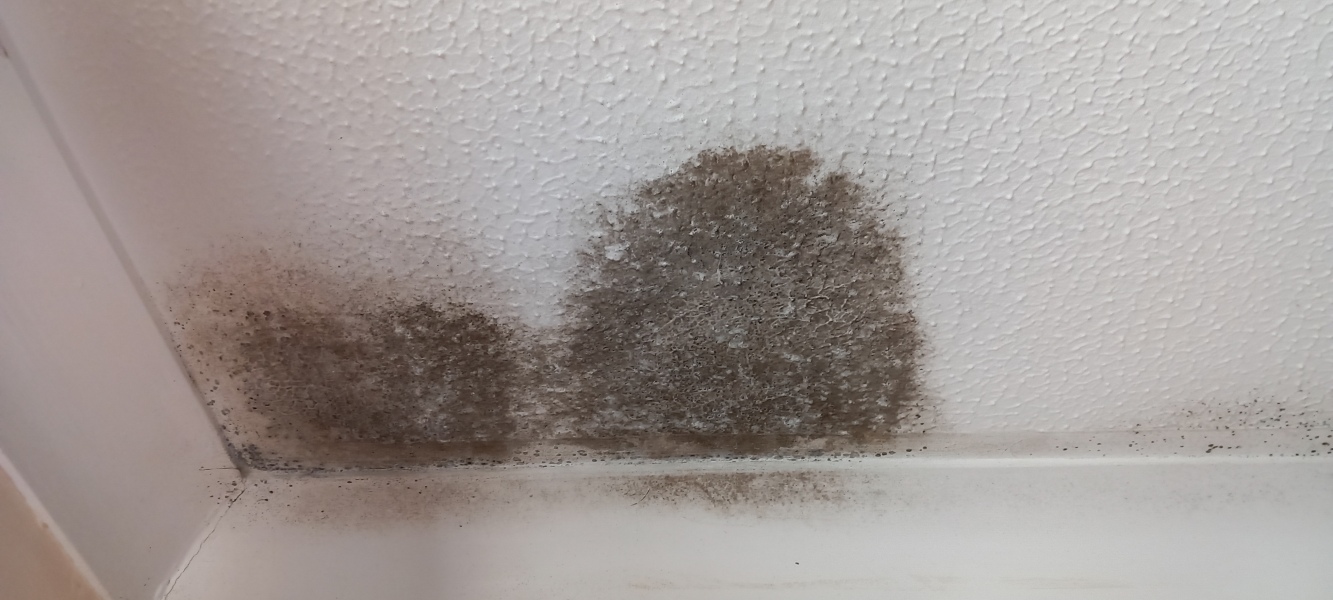 Mould on ceiling. Looks like a leak