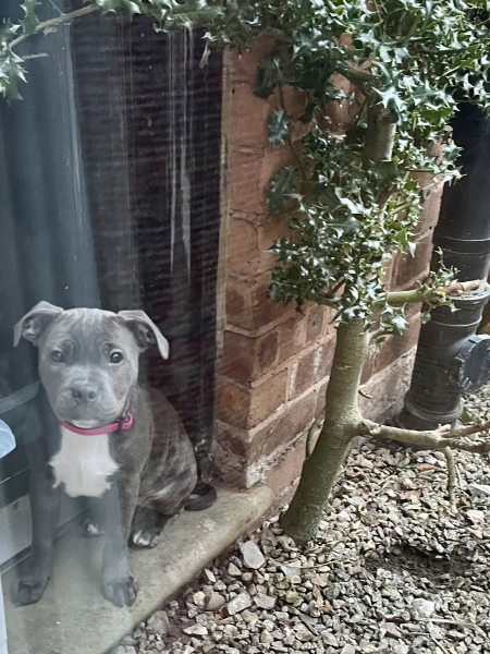 Anyone want to show me a photo of their dog ? 
