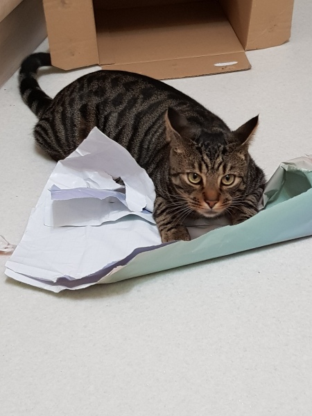 Tips for dealing with a feline escape artist...