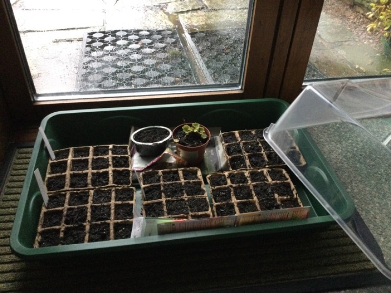 New Year's Gardening Plans Resolutions?
