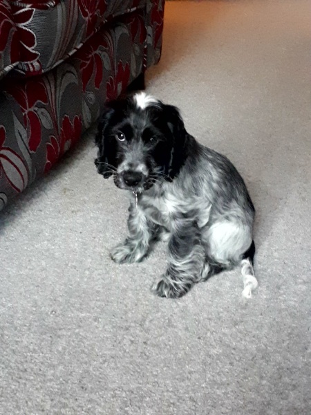 Are show cocker spaniels nice natured?