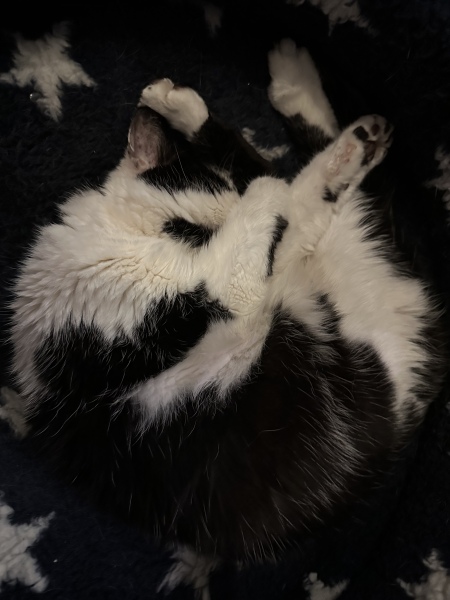 My cat Harry has a bald patch