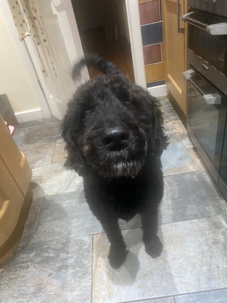 To ask to see your pets? 