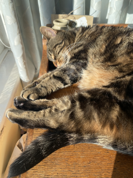 Can we have a cat photo thread ? I’m thinking of getting a cat 