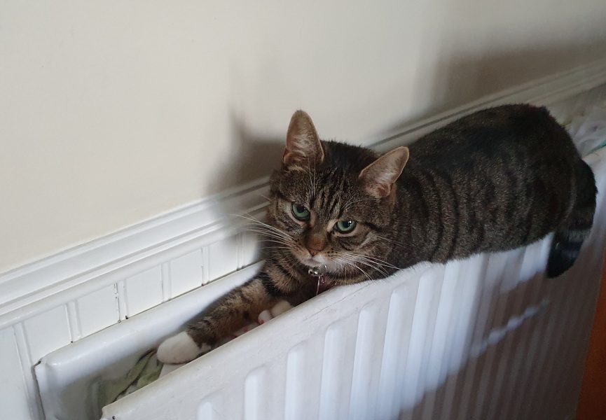 Can we have a cat photo thread ? I’m thinking of getting a cat 