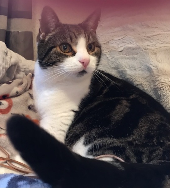 Can we have a cat photo thread ? I’m thinking of getting a cat 